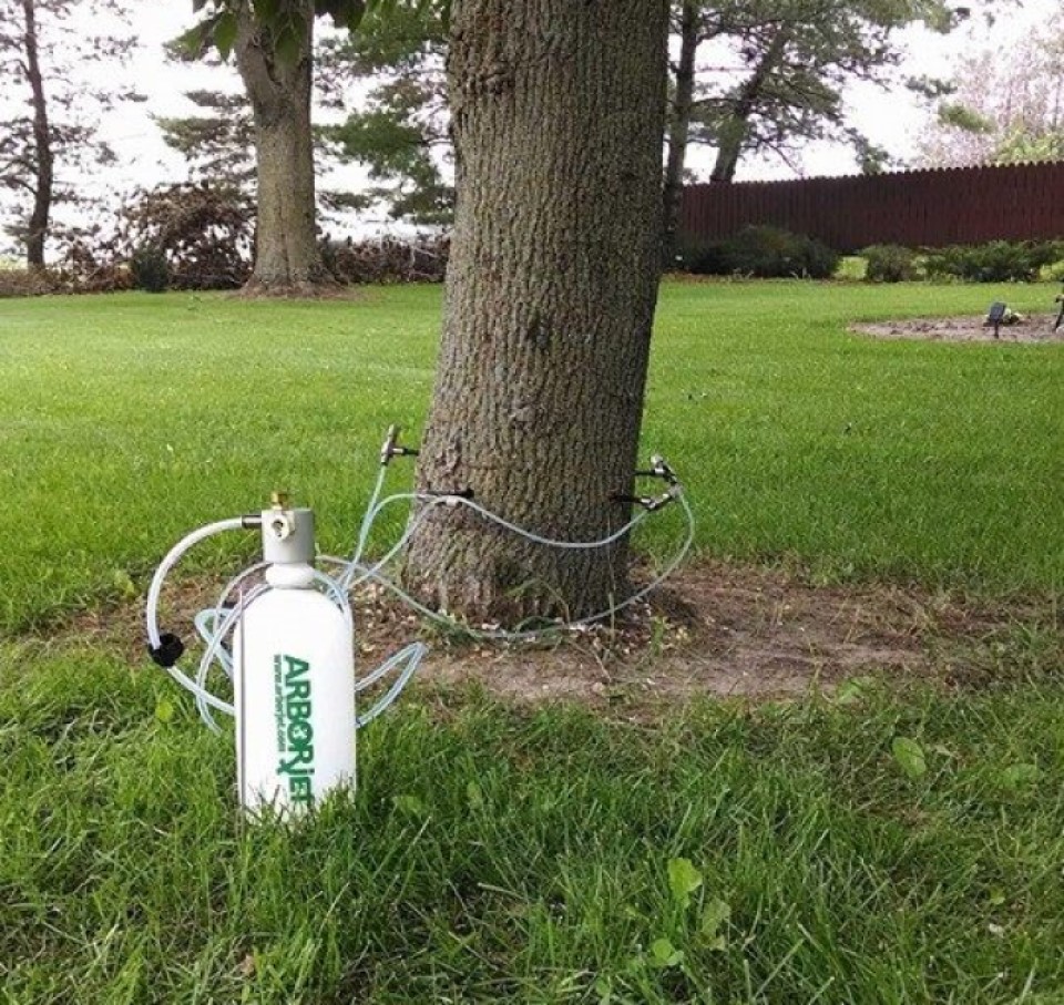 ash-tree2 Emerald ash borer treatment