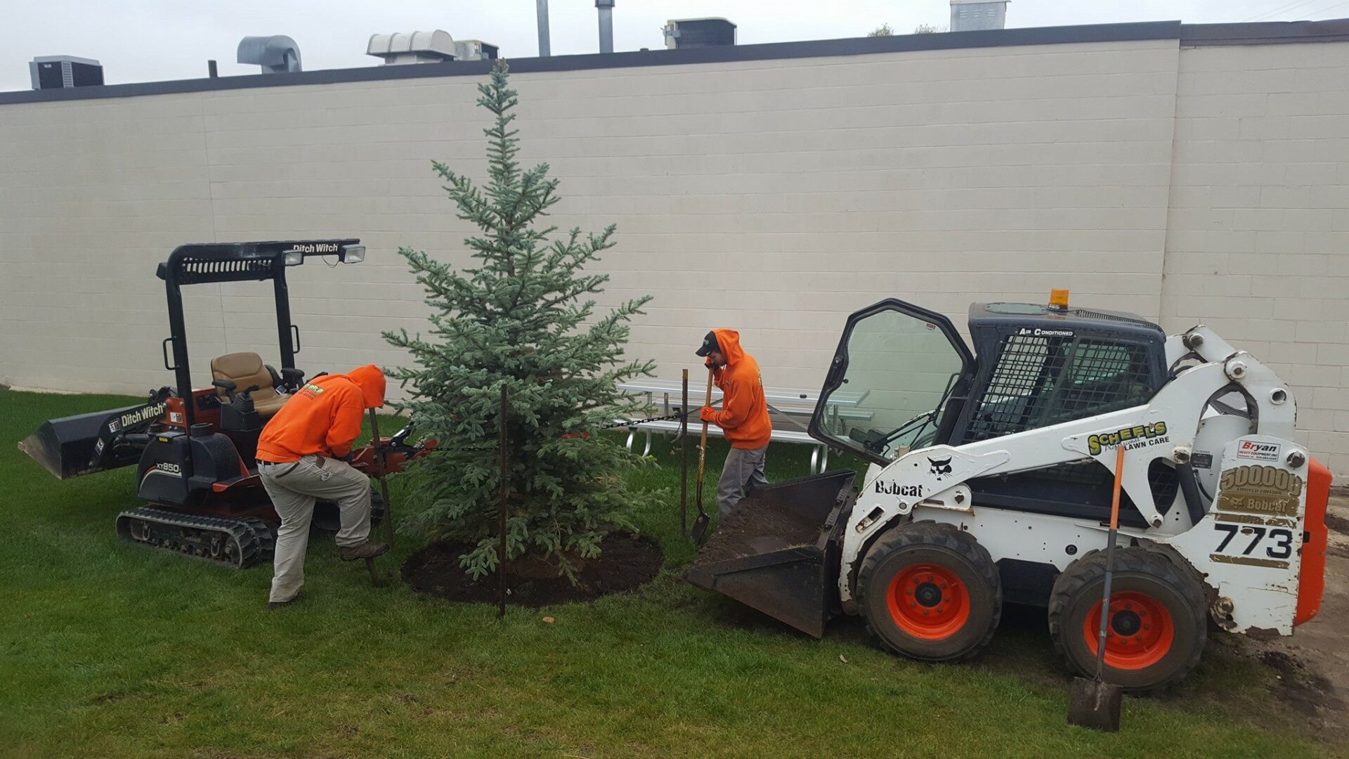 planting of evergreen tree